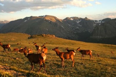 Elk at Rocky Mountain NP