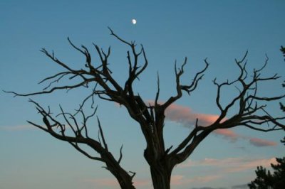 Moon over Tree silhouette, Grand Canyon