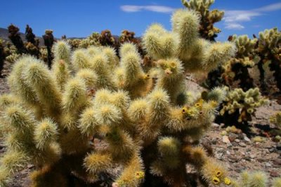 3746 Cholla Cactus close-up.jpg