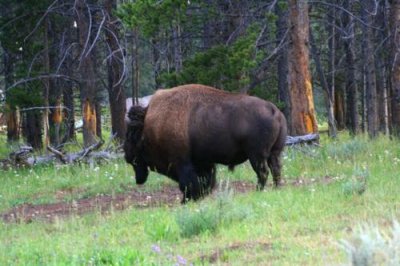 5539 Bison Yellowstone.jpg