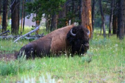 5540 Bison Face Yellowstone.jpg