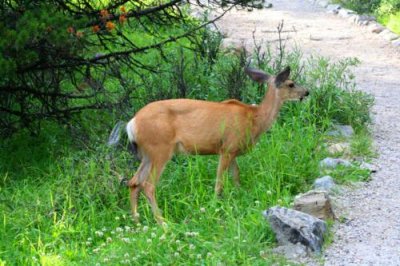 6667 Deer at Lake Maligne.jpg