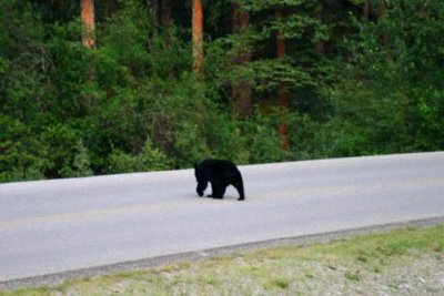 6720 Black bear crossing road.jpg
