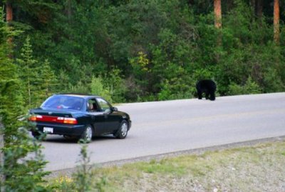 6721 Bear and car.jpg