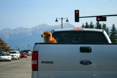 6752 Dog in Truck Jasper.jpg