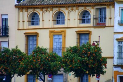 8037 Orange Trees Seville.jpg
