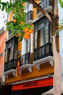 8045 Seville Oranges closeup.jpg