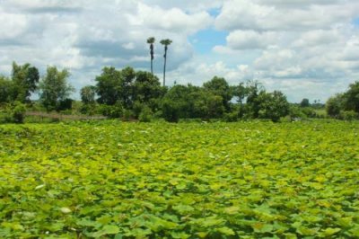 3847 Lilly pads countryside.jpg
