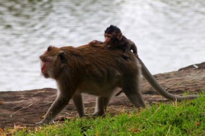 4213 Monkey carrying baby.jpg