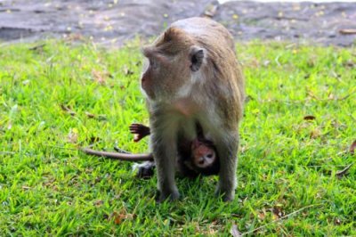 4220 Monkey carrying baby.jpg