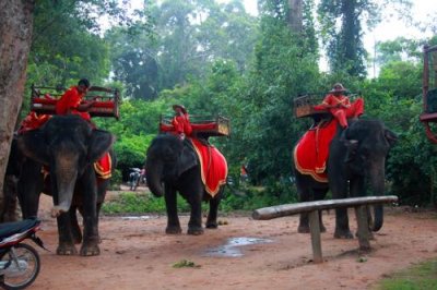 4394 Elephants at Angkor.jpg