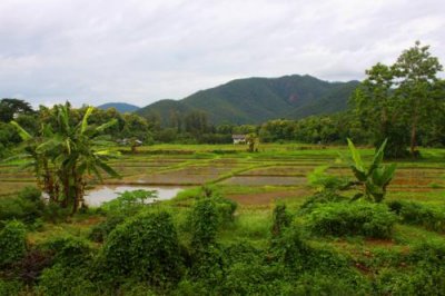1383 Paddy fields and hills.jpg