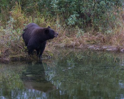 Sow on pond bank looking for fish