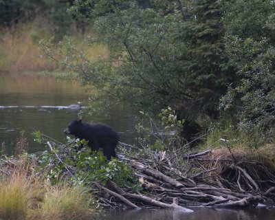 Second summer juvenile black bear crossing beaver dam looking for fish.