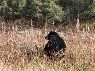 Black bear on side of road near Fort Nelson
