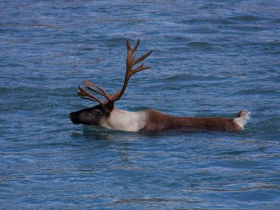 Bull caribou swimming a river