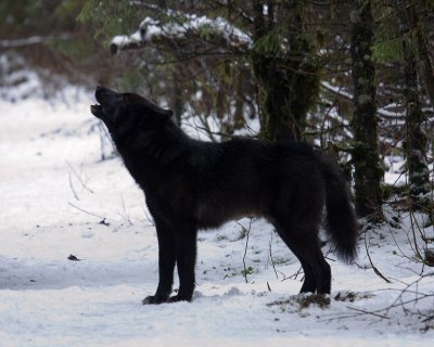 Black Wolf Howling