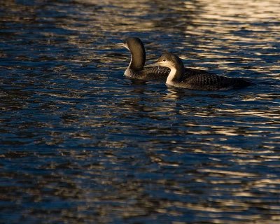 Immature Pacific Loons