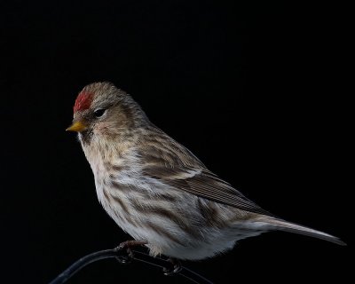 Another Common Redpoll