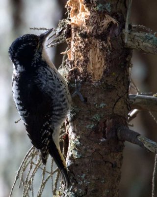 Female three-toed woodpecker