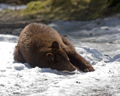 Bear rolling in snow to cool off on a warm day.