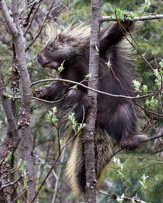 Porcupine in a willow tree