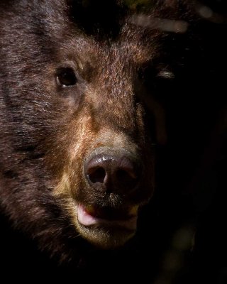 Face of the 4th summer cinnamon coated bear