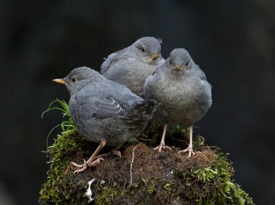 Three of four dipper fledglings in Steep Creek this year.