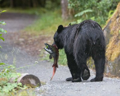 Young bear with a sockeye salmon on the Trail of Time