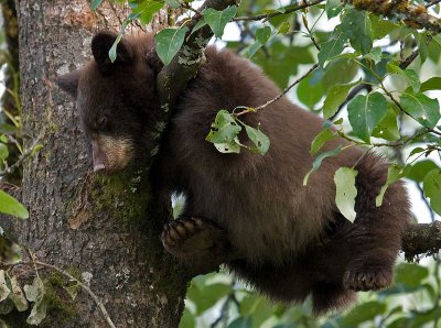 Cinnamon cub sleeping in a cottonwood tree
