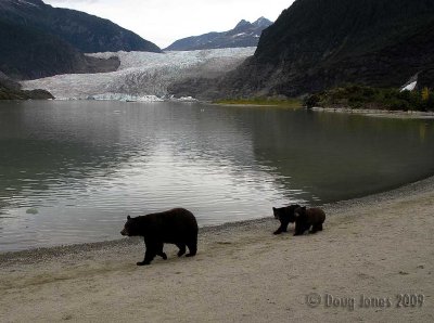 Nicki and cubs in front of Mendenhall Glacier