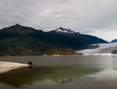 Young bear contemplates Mendenhall Glacier