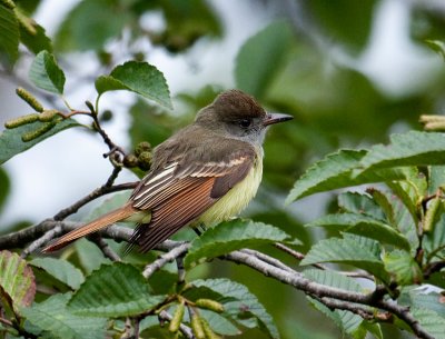 Another shot of the Great Crested Flycatcher