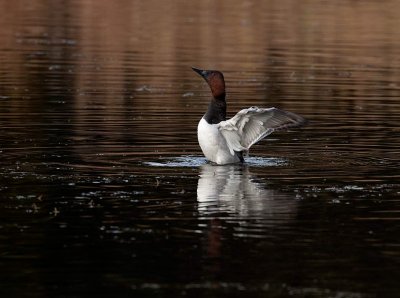 Canvasback stretching the wings