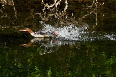 Female common merganser chasing a fish