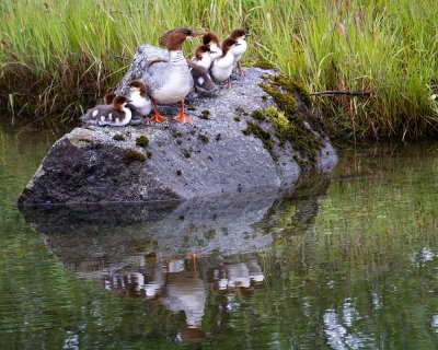 Common Merganser Family