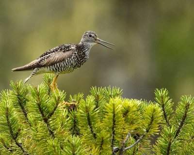 Greater Yellowlegs in a lodgepole pine tree