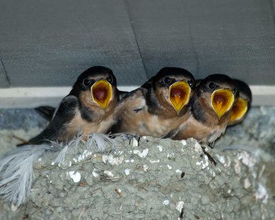 The Barn Swallow Chicks are getting older and are close to flight