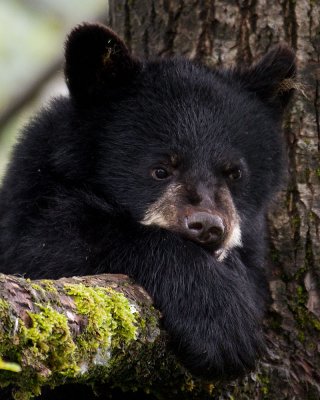 Black Bear Cub in a cottonwood tree