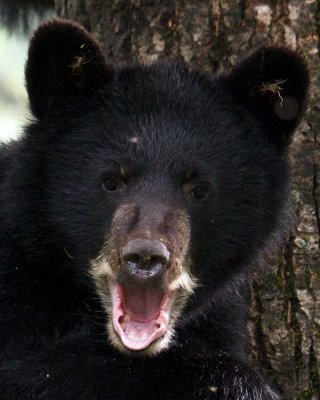 Black bear cub yawning after waking up