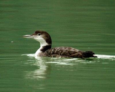 Common Loon on Chilkoot Lake