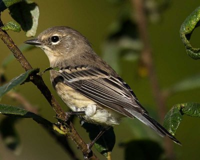 Juvenile Yellow-rumped Warbler