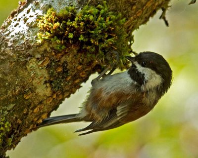 Another Chestnut Backed Chickadee