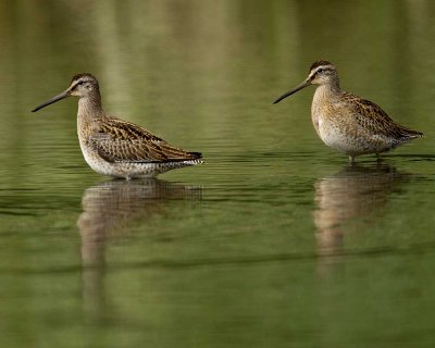 Immature Short Billed Dowichers