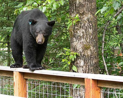 Bear #153 on deck railing