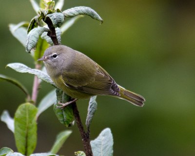 Immature Orange Crowned Warbler