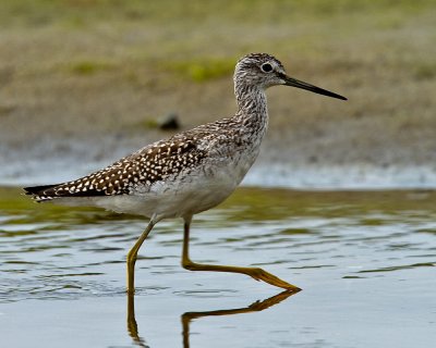 Greater yellowlegs taking it in stride