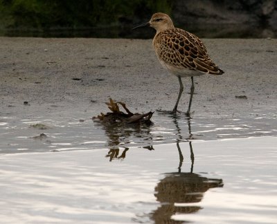 Juvenile Ruff