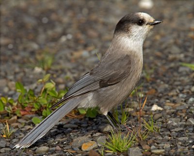 Gray Jay in the Yukon