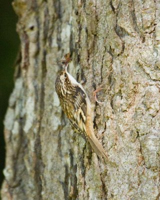 Brown Creeper with a spider